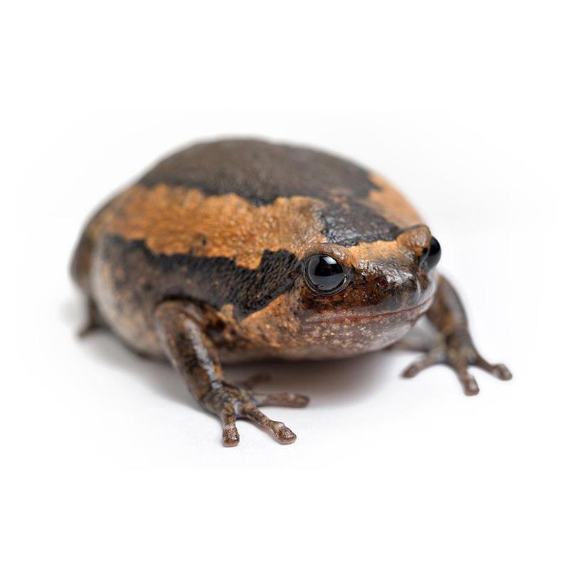 Broasca Kaloula pulchra (Asia bull frog) - imagine 4